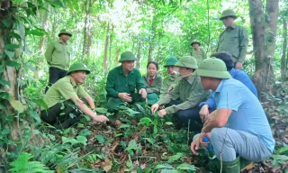 Làm giàu dưới những tán rừng xanh