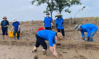 Thanh niên tình nguyện lội bùn trồng cây làm kè chắn sóng