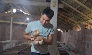 Khởi nghiệp nuôi dúi, chàng trai 9x thu lãi hàng trăm triệu đồng/năm