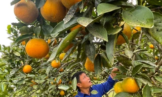 'Thủ phủ cam' chín vàng rực cả khu đồi, người dân 'ém hàng' chờ Tết