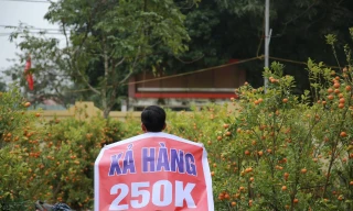 Đào, quất ế ẩm ngày cuối năm, tiểu thương nói 'Tết không vui nổi'