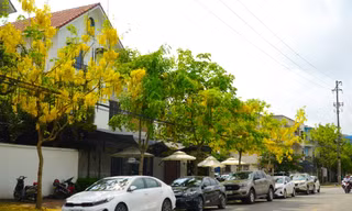 Đẹp ngỡ ngàng đường hoa muồng hoàng yến nở vàng rực trên phố Hà Tĩnh
