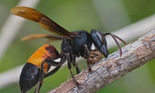 Người đàn ông ở Hà Tĩnh bị đàn ong mặt quỷ đốt tử vong