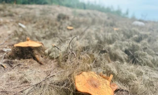 Chủ tịch tỉnh Hà Tĩnh chỉ đạo 'nóng' sau vụ người dân chặt cây phi lao trong rừng phòng hộ