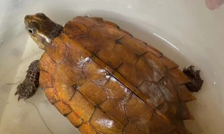 Rùa vàng quý hiếm ‘lạc’ vào sân nhà