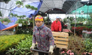 Kiếm bội tiền từ nghề chở hoa ngày giáp Tết