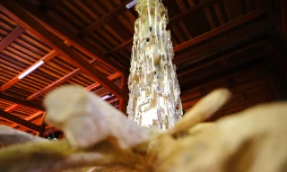 Đẽo gỗ săn trầm hương