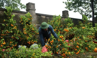 Lý do loạt đào, quất đứng chậu bất ngờ ngã đổ la liệt