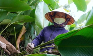 'Thủ phủ' lá dong ở Hà Tĩnh rộn ràng vụ Tết