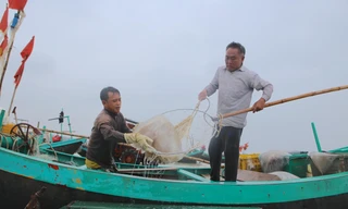 Vào mùa thu hoạch sứa, ngư dân kiếm tiền triệu mỗi ngày