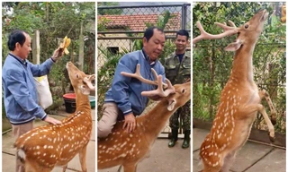 Thủ phủ nuôi hươu: Từ cắt nhung đặc sản tới du lịch trải nghiệm
