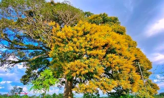 Chiêm ngưỡng cây trôi 800 tuổi chỉ nở hoa một bên