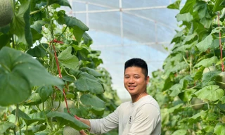 Vườn dưa, nho bạc tỉ của chàng kỹ sư đam mê làm nông nghiệp sạch