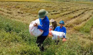 Thanh niên tình nguyện xuống đồng thu hoạch lúa giúp người dân