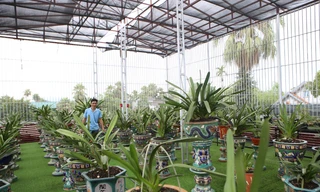 Mê mẩn vườn lan bạc tỷ của chàng kỹ sư tin học bỏ phố về quê lập nghiệp