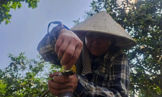 Làng bưởi Phúc Trạch vào mùa se duyên