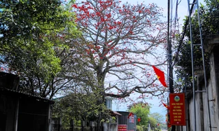 Ngắm cây gạo 200 năm tuổi nở hoa đỏ rực