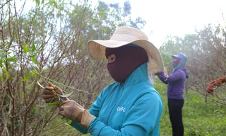 Mục sở thị nghề 'hái ra tiền' dịp Tết