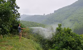 Nắng nóng đỉnh điểm, nông dân vất vả 'làm mưa' chống hạn cho cây trồng