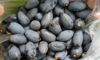 Thủ phủ quả ngon nức tiếng mất mùa 