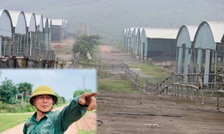 'Hồi sinh' dự án bò Bình Hà: Tỉnh ủy Hà Tĩnh yêu cầu thẩm định tính khả thi