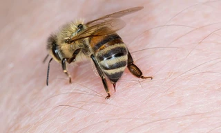 7 em học sinh bị ong đốt trên đường đi học về, 1 người tử vong