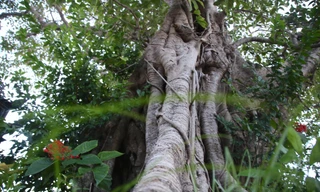 Cây đa hàng trăm tuổi ở Hà Tĩnh có gốc to 10 người ôm