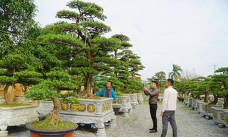 Những gốc tùng La Hán ‘khủng’ giá hàng trăm triệu hút khách dịp Tết