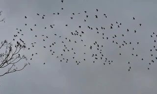 Đàn chim lạ ngàn con sà xuống phá ruộng lúa người dân