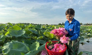 'Biến' vùng đất hoang hóa thành đầm sen thu tiền triệu mỗi ngày