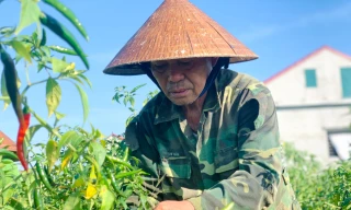 Nông dân Hà Tĩnh rớt nước mắt vì…ớt