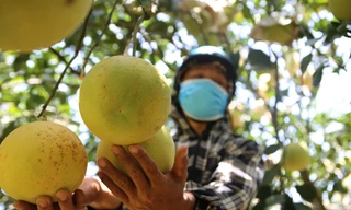 'Đệ nhất bưởi' ở Hà Tĩnh vào vụ thu hoạch