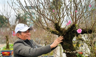Tận thấy đào rừng cổ thụ cuốn rong giá hàng chục triệu chưng Tết
