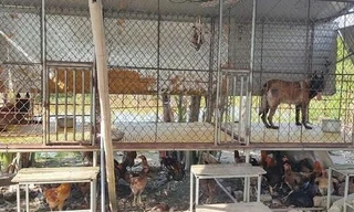 Lắp camera, ống nhòm trong trại huấn luyện chó để buôn ma tuý