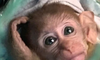 Mua khỉ bị thương về nuôi, phát hiện ra là loài quý hiếm