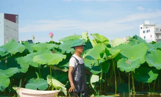 Làm giàu từ cây sen trên vùng đất trũng