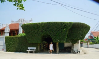 Cổng nhà, hàng rào đẹp mắt làm từ cây duối trên trăm tuổi