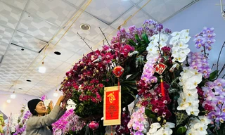 Độc đáo chậu lan 300 cành trên gỗ lũa, giá trăm triệu đồng