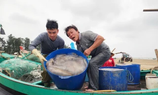 Vào mùa sứa biển, ngư dân kiếm tiền triệu sau vài giờ ra khơi