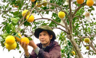 Quả ngọt trên mảnh đất cằn