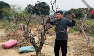 Dịch vụ 'hồi sinh' đào sau Tết hút khách