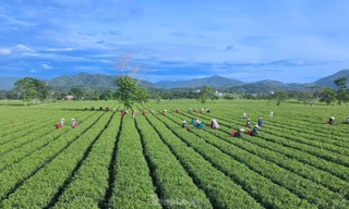 Niềm vui của nông dân miền núi từ trồng cây thoát nghèo