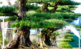 Vườn tùng trăm tuổi có giá tiền tỷ