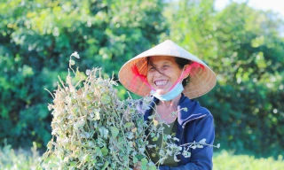 Nông dân 'đội nắng' thu hoạch cây dược liệu ở Hà Tĩnh