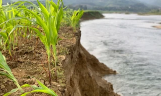 Dân lo lắng khi sông lấn làng, 'nuốt' đất sản xuất ở Hà Tĩnh