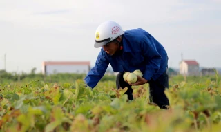 Vào mùa thu hoạch dưa, nông dân kiếm hàng chục triệu đồng mỗi vụ