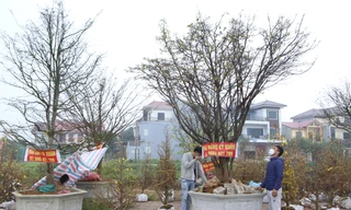 Những gốc mai “khủng” xuống phố, giá trăm triệu đồng