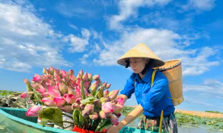 Thanh niên xuống đầm thu hoạch sen tặng người dân