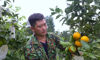 'Đệ nhất cam' Hà Tĩnh vào vụ thu hoạch, dân ém hàng chờ Tết