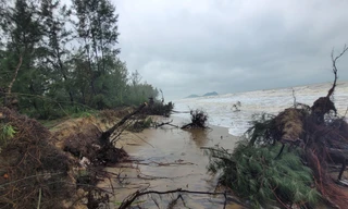 Biển xâm thực, nguy cơ 'nuốt chửng' rừng phòng hộ ở Hà Tĩnh